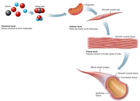 Chemical, cellular, tissue, and organ levels