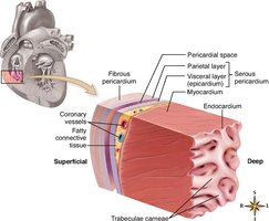 Pericardium and layers of the heart wall