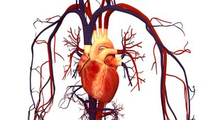 Heart and major blood vessels