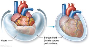 Location and basic anatomy of the heart in the thoracic cavity