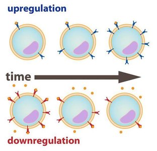 Upregulation and downregulation of hormone receptors