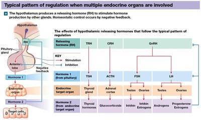Endocrine regulation feedback diagram