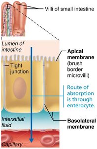 Route of absorption through enterocyte in the small intestine