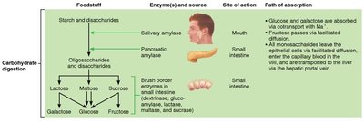 Flowchart of carbohydrate digestion and absorption