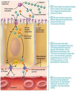 Carbohydrate digestion and absorption in the small intestine
