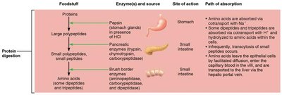 Flowchart of protein digestion and absorption