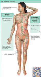 Lymphoid tissues in the human body