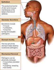 Physical and chemical barriers of the immune system