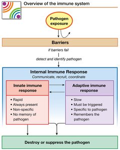Overview of the immune system response