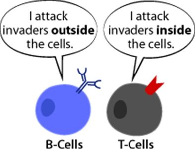Adaptive immune system cartoon