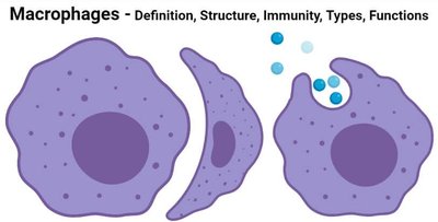 Macrophage structure and function