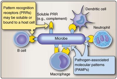 Pattern recognition receptors and PAMPs