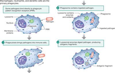Phagocytosis process