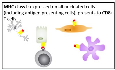 MHC class I: endogenous antigen presentation