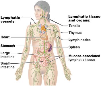 Lymphatic system anatomy
