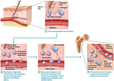 Inflammatory response sequence