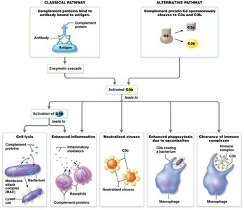 Types of immunity diagram