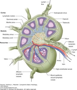 Lymph node structure