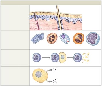 Innate immunity cell types and barriers