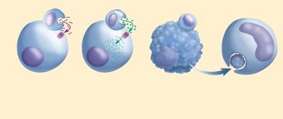 NK cell mediated destruction sequence