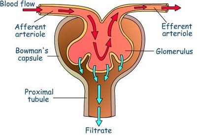 Diagram of glomerular filtration showing blood flow and filtrate movement