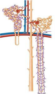 Diagram showing juxtamedullary nephron and vasa recta for countercurrent mechanism