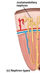 Diagram showing cortical and juxtamedullary nephron types