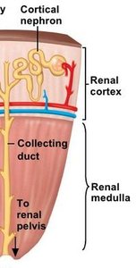 Diagram showing nephron structure in cortex and medulla