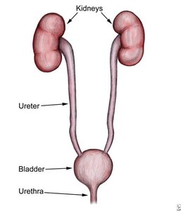 Diagram of the urinary system showing kidneys, ureters, bladder, and urethra