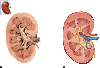 Frontal section of the kidney showing cortex, medulla, pyramids, calyces, and pelvis