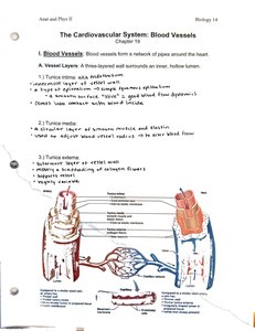 Structure of blood vessel layers