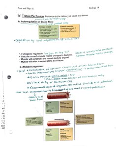 Autoregulation of blood flow in tissues