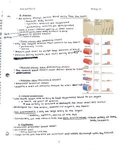 Types of arteries and their characteristics