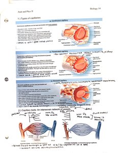 Types of capillaries and their structure