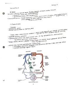 Venous system and blood flow