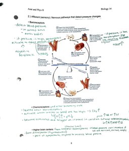 Neural pathways regulating blood pressure