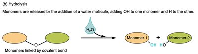 Hydrolysis reaction