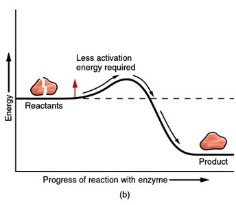 Activation energy with enzyme