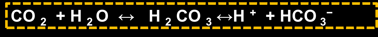 Carbonic acid-bicarbonate buffer system