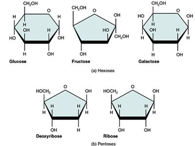 Monosaccharide structures