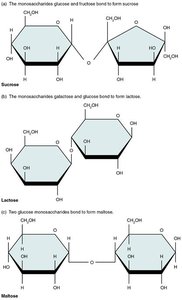 Disaccharide structures