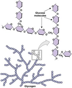 Glycogen structure