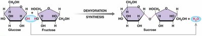 Dehydration synthesis of sucrose