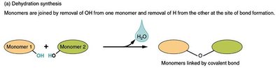 Hydrolysis of sucrose