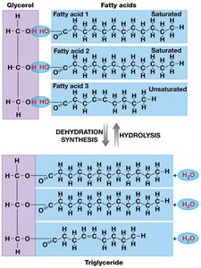 Triglyceride formation