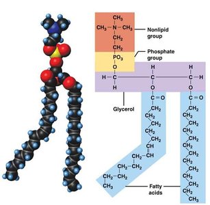 Phospholipid structure