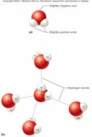 Polar water molecules with slightly positive and negative ends