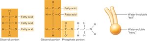 Triglyceride, phospholipid, and schematic phospholipid