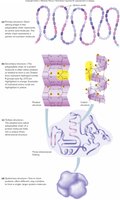 Levels of protein structure: primary, secondary, tertiary, quaternary