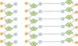Structures of RNA and DNA